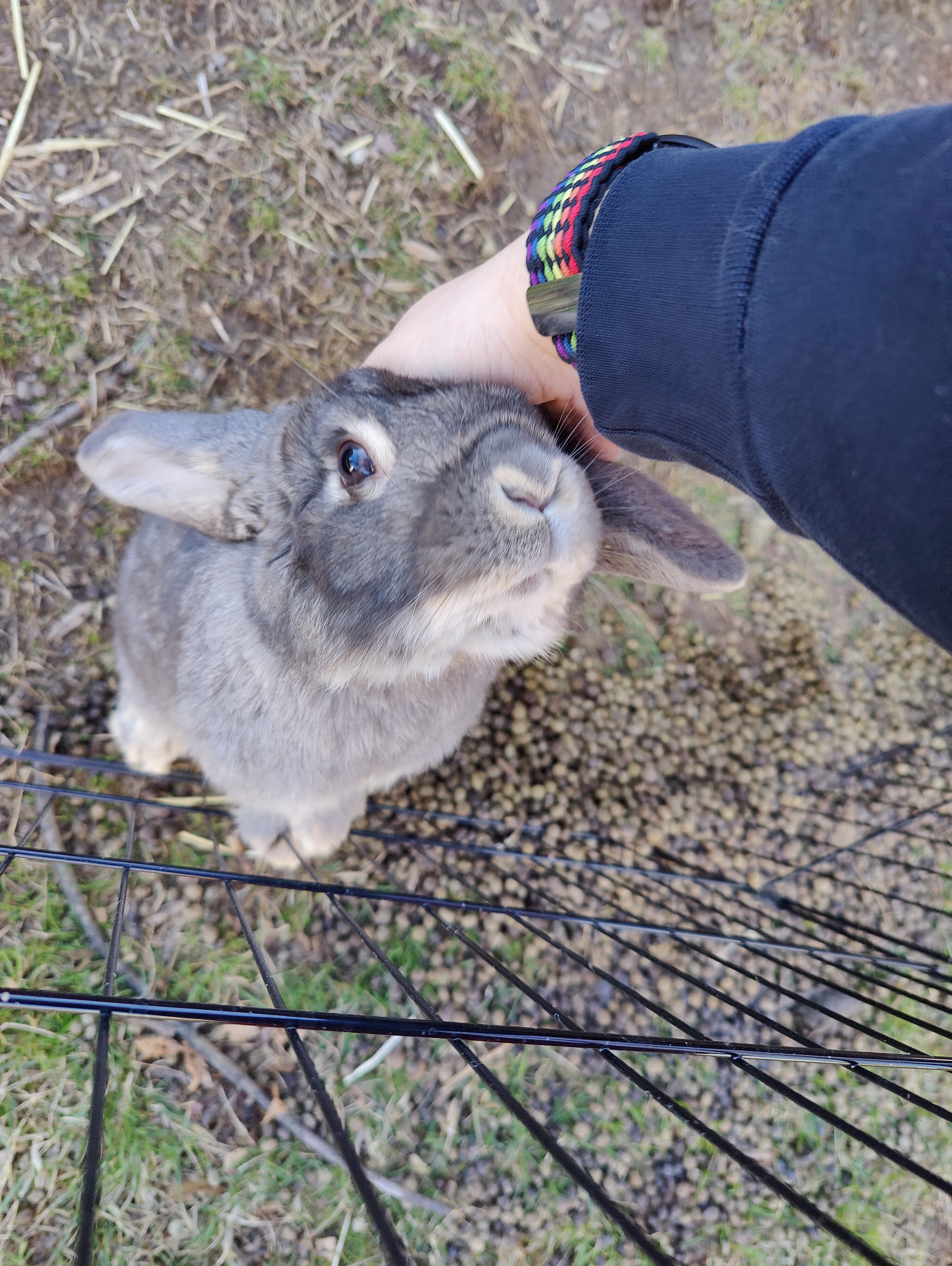 Pet boarding