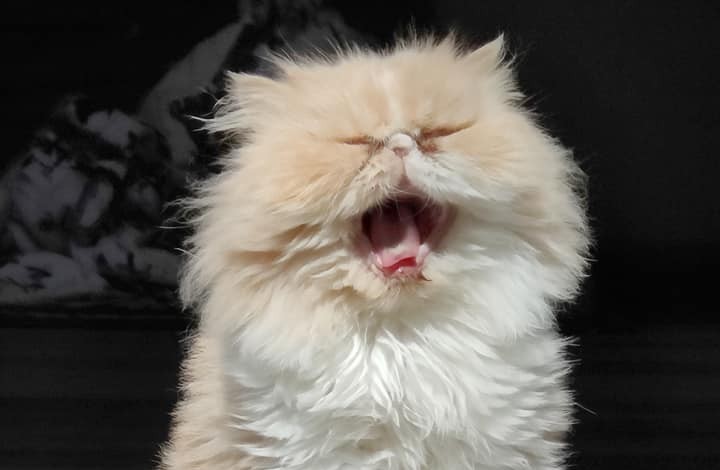 Cat sitting
