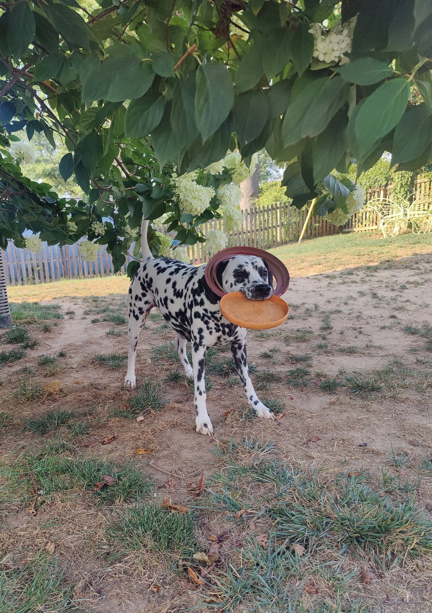 Pet boarding